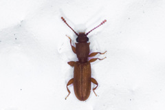 Silvanoprus angusticollis