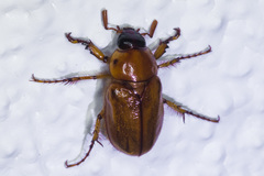 Cyclocephala pasadenae