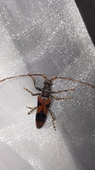 Disteniidae