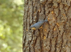 Sitta europaea atlas