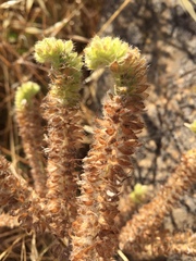 Phacelia nemoralis nemoralis