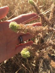 Phacelia nemoralis nemoralis