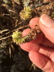 Phacelia nemoralis nemoralis