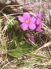 Primula angustifolia