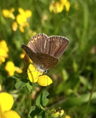 Polyommatus icarus