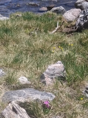 Primula angustifolia