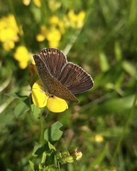 Polyommatus icarus