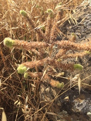 Phacelia nemoralis nemoralis