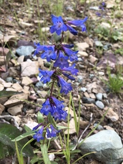 Penstemon albertinus