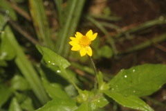 Melampodium microcephalum