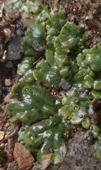 Marchantia polymorpha ruderalis