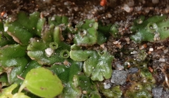 Marchantia polymorpha ruderalis