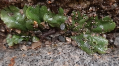 Marchantia polymorpha ruderalis