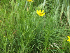 Coreopsis palmata
