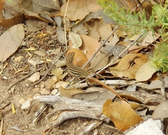 Acanthodactylus erythrurus