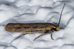 Platyedra subcinerea