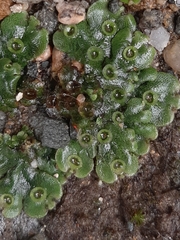 Marchantia polymorpha ruderalis