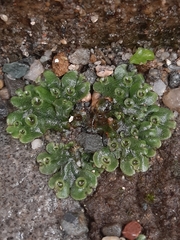 Marchantia polymorpha ruderalis