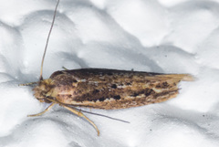 Ypsolopha sp-sw