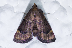 Hypsopygia phoezalis