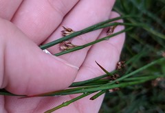 Juncus balticus littoralis