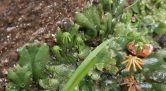 Marchantia polymorpha ruderalis