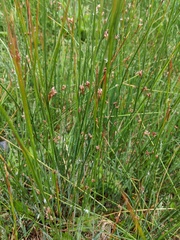 Juncus balticus littoralis