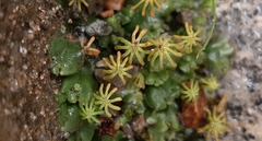 Marchantia polymorpha ruderalis
