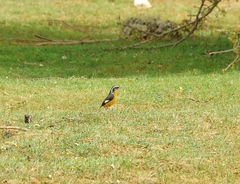 Phoenicurus moussieri