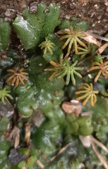 Marchantia polymorpha ruderalis