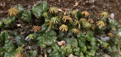 Marchantia polymorpha ruderalis