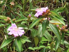 Melastoma sanguineum