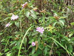 Melastoma sanguineum