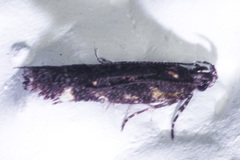 Chionodes lophosella