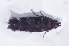 Chionodes lophosella