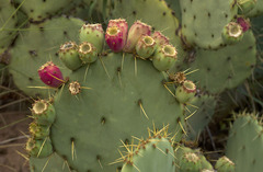 Opuntia chisosensis