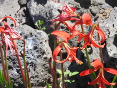 Sprekelia formosissima