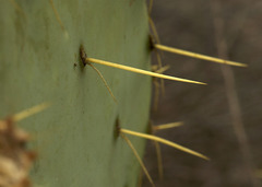 Opuntia chisosensis
