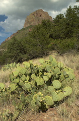 Opuntia chisosensis