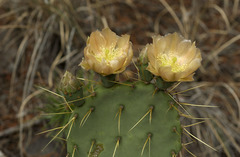 Opuntia chisosensis