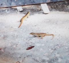 Trachylepis quinquetaeniata