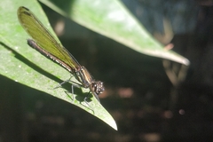 Heliocypha fenestrata