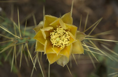 Opuntia chisosensis
