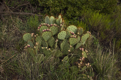 Opuntia chisosensis