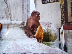 Macaca mulatta