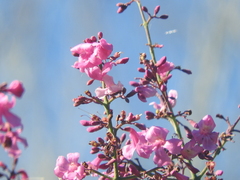 Fridericia floribunda