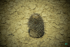 Coryphantha difficilis