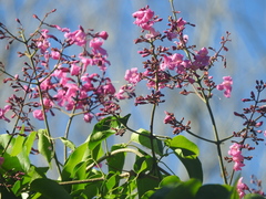 Fridericia floribunda