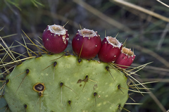 Opuntia chisosensis
