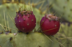 Opuntia chisosensis